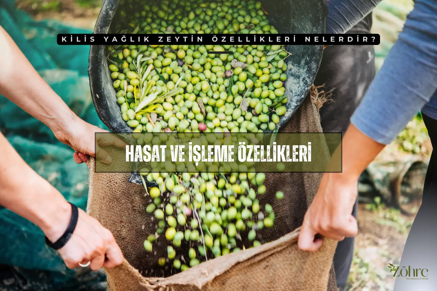 kilis yağlık zeytin özellikleri